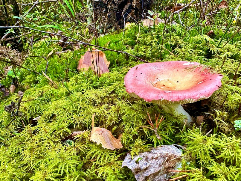 Алёна Агапова | Санкт-Петербург