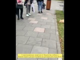 собака чуть не погибла#убийствособаки