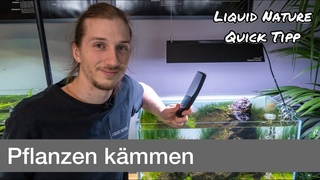 Aquarium Pflanzen kmmen! Eleocharis vivipara | Liquid Nature Quick Tipp
