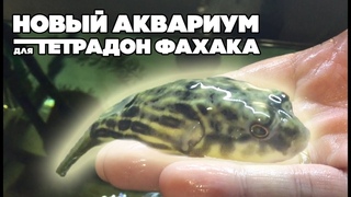 ТЕТРАДОН ФАХАКА В НОВЫЙ АКВАРИУМ
