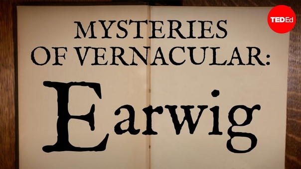 Mysteries of vernacular: Earwig Jessica Oreck and Rachael