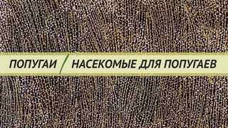 Насекомые для попугаев