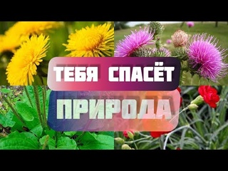 Одуванчики, травка, сникерсы и консервы -  чем лучше запастись к апокалипсису?