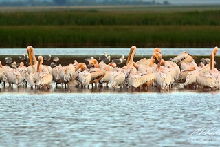 Great White Pelican / European White Pelican / Розовый пеликан / Pelecanus onocrotalus