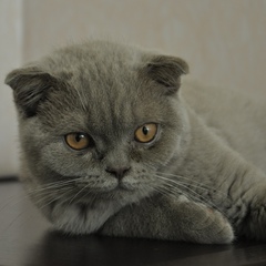 Андрей Черевко, Киев