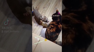 Давайте знакомиться Первая встреча,привезли щенка домой,Бэтти дома,малышка приехала