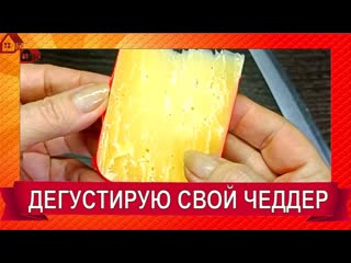 Дегустация сыра ЧЕДДЕР 8 месяцев выдержки