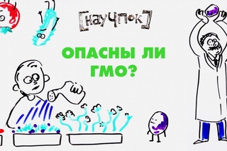 Опасны ли ГМО? — НАУЧПОК