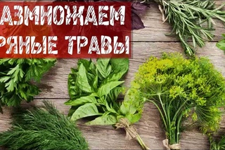 Как быстро размножить пряные травы.