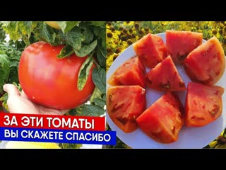 За эти томаты вы скажете спасибо