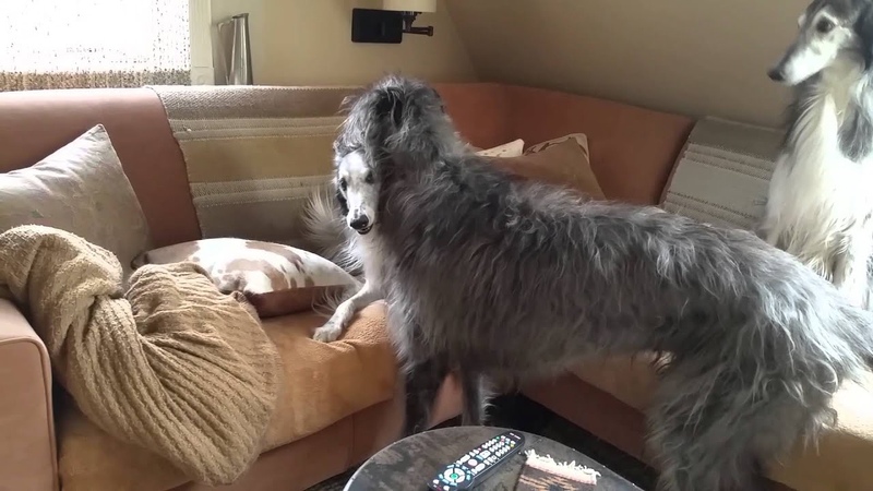 Scottish Deerhound playing with Silken